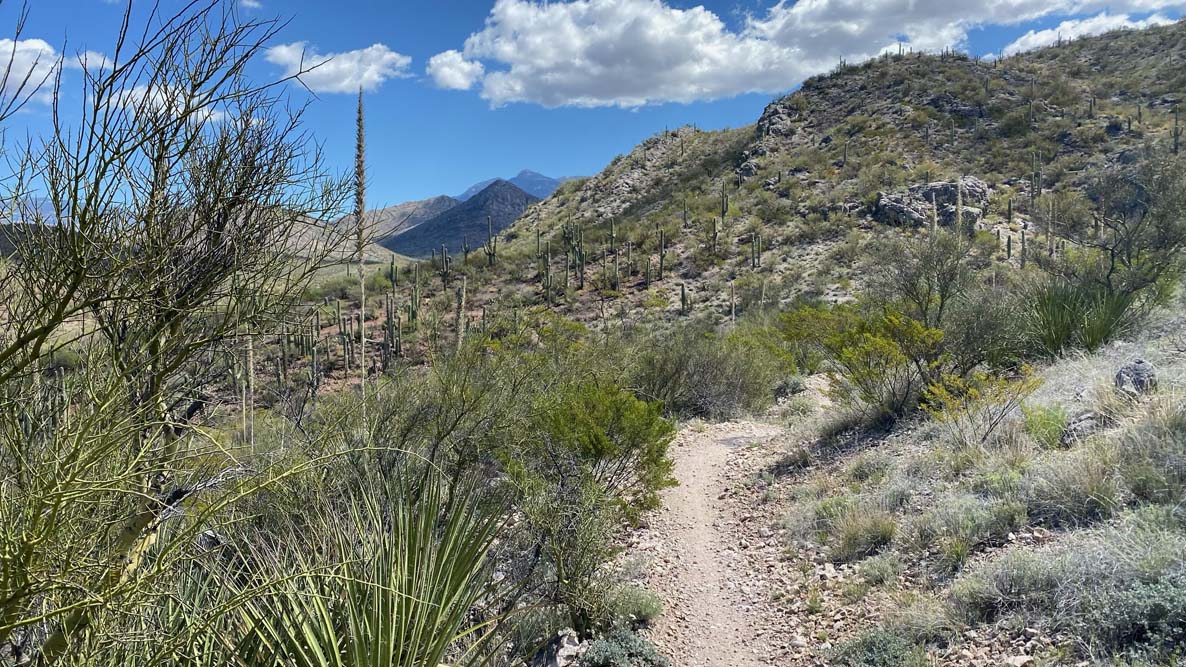 Arizona Trail Mountain Bike Ride